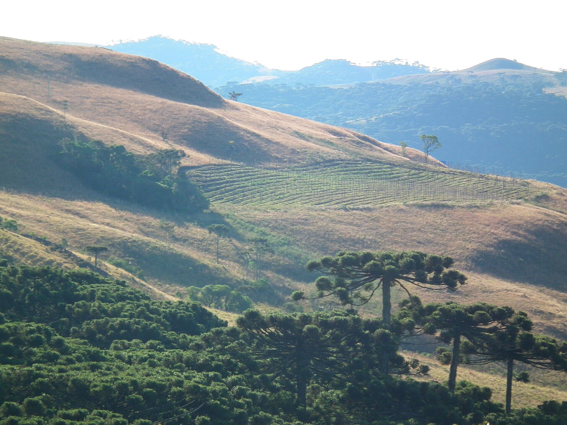 Morros com araucárias isoladas